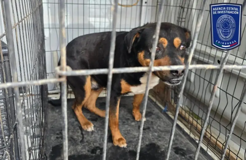 Rescatan a dos perros maltratados tras cateo en vivienda de Torres del Sur