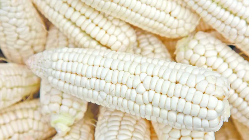 Maíz blanco y reglas laborales, frentes de Jalisco en revisión de T-MEC