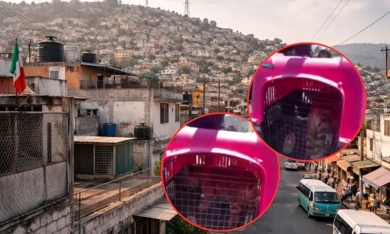 Autoridades rescatan a un cachorro de tigre de bengala cautivo en un patio de 4 metros cuadrados en Ecatepec tras denuncias vecinales por rugidos y detienen al presunto dueño por falta de permisos legales