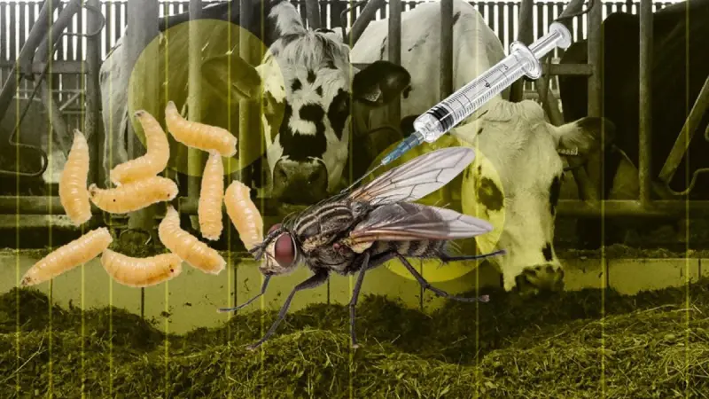 Moscas estériles contra el gusano barrenador: la estrategia que México usará para proteger su ganado