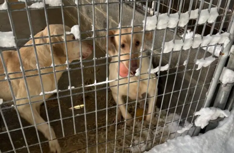 Arrestan a criador por presunta negligencia contra 23 perros