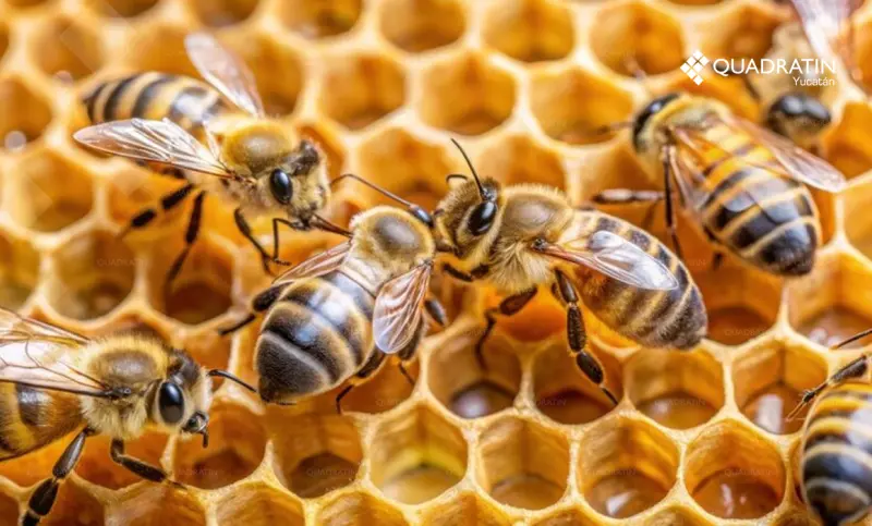 Peligra producción de miel por cambios ecológicos y agroquímicos