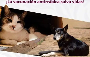 Últimos días de la Semana Nacional de Vacunación Antirrábica