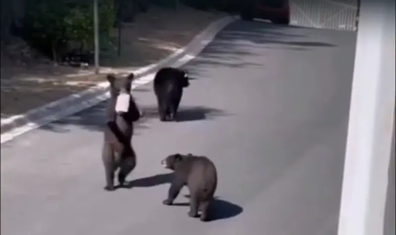 Captan a osa y sus crías recorriendo calles del sur Monterrey