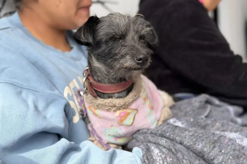 Habrá feria de bienestar animal en Querétaro, ¿dónde?