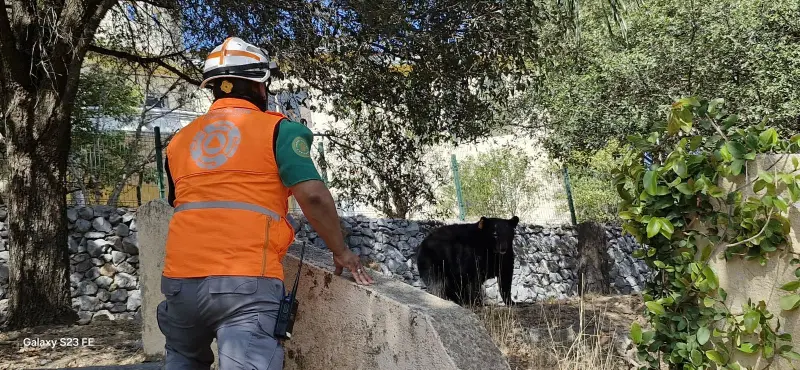 Reportan presencia de 4 osos en zona residencial de Monterrey