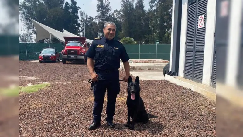 Él es Togo, el perrito rescatista de Bomberos de la CDMX que ayudó en los rescates de San Antonio Abad