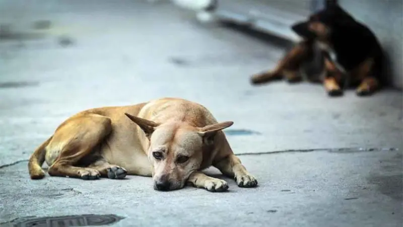 Aplican primeras sanciones por maltrato de mascotas en Veracruz