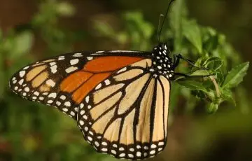 Presencia de mariposa Monarca aumenta 64% en México; lidera El Rosario