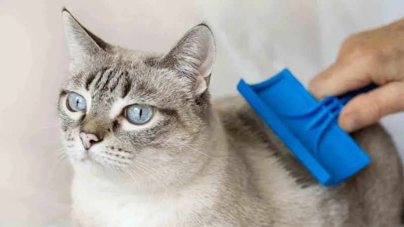¿Cómo quitar nudos a un gato? Elimina las rastas sin lastimarlo (ni ser arañado)