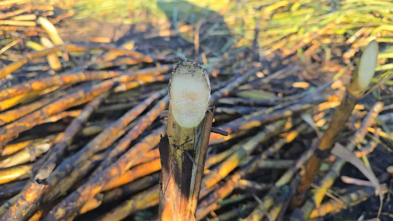 Sube rendimiento cañero y y alcanza casi 50% la zafra en Quintana Roo