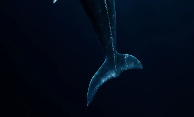 Investigan muerte de ballena de aleta en Rockaway Beach, NY