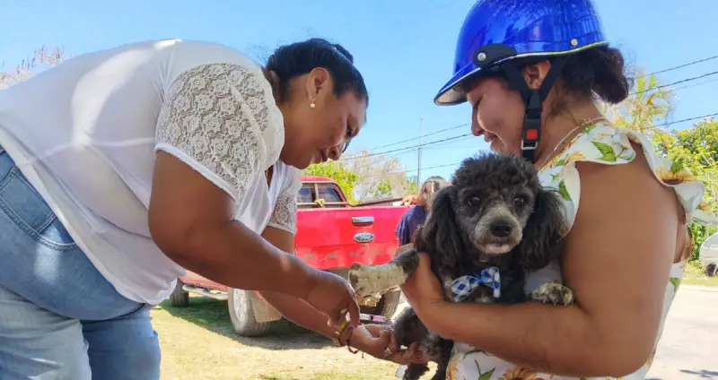 Arranca campaña de vacunación antirrábica en Tizimín