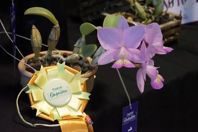 Invita Secver al Festival Internacional de la Orquídea 2026 en Coatepec