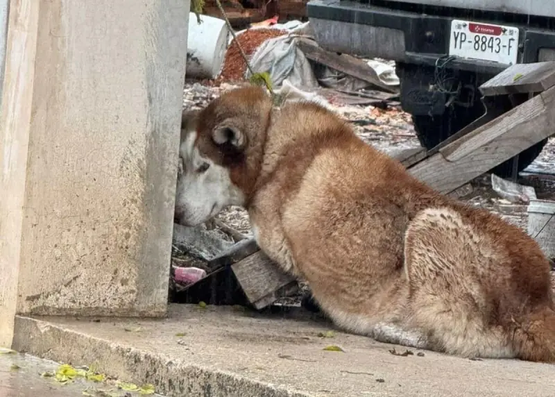 Rescatan a husky tras presunto caso de maltrato en Dzityá