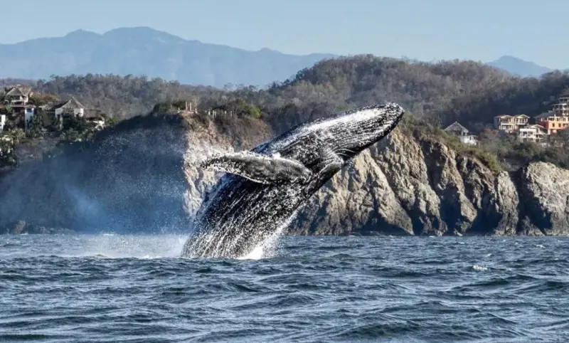 Más de 2 mil ballenas jorobadas toman la Costa de Oaxaca, México