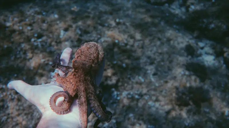 México busca prohibir granjas de pulpo, el debate que llega a la cocina y la pesca