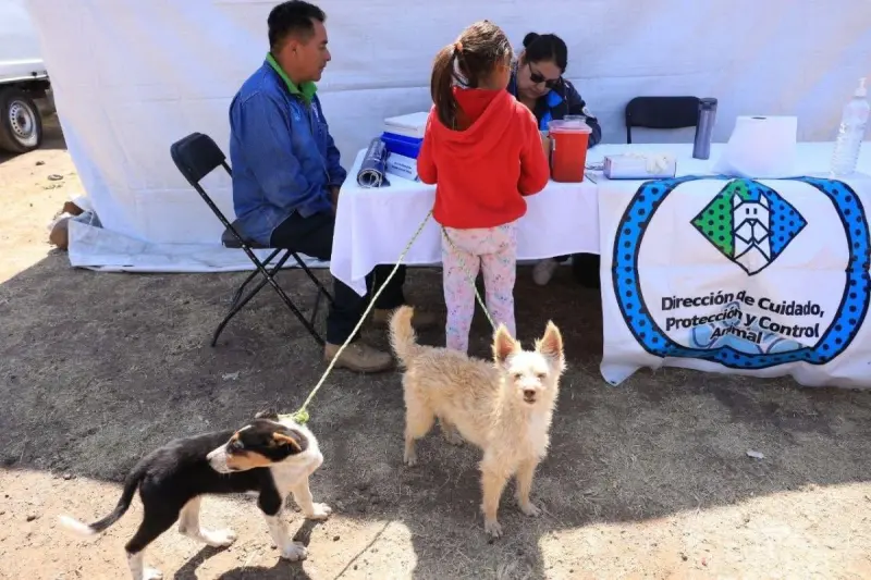 Esterilización gratuita para mascotas en San Juan del Río: fechas y requisitos