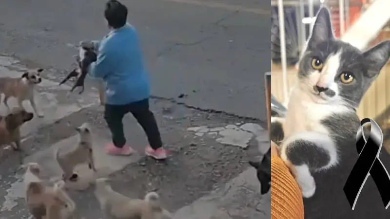 Sentencian a Gerónimo Yebra a pagar reparación del daño por muerte del gato Gary