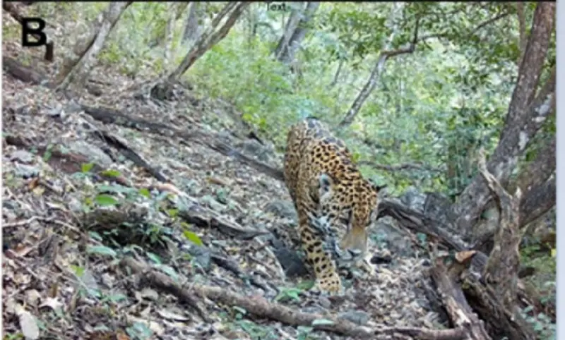Nicolaita descubre la presencia del jaguar en bosques de Guanajuato