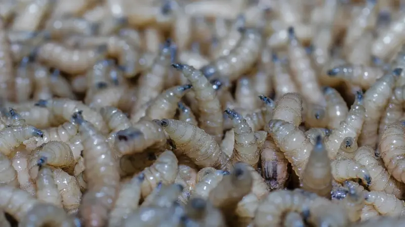 Suman 130 casos de gusano barrenador en San Luis Potosí