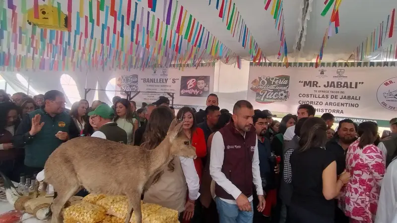 De alacrán, búfalo y jabalí; inicia 8va Feria del Taco en Zinacantepec