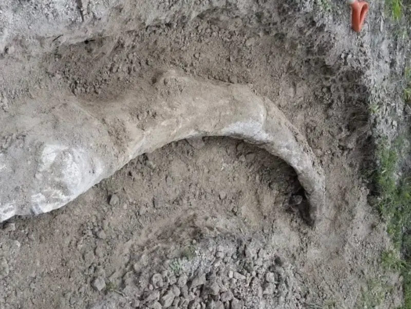 INAH resguarda colmillo de mamut hallado en Guanajuato