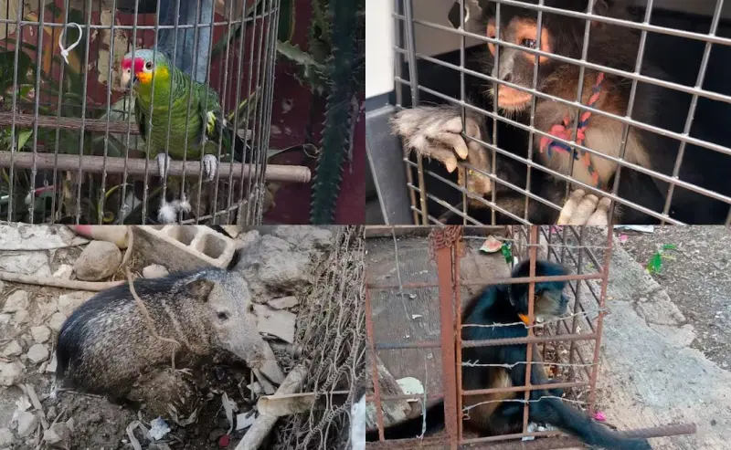 Operativo contra tráfico de fauna deja 138 rescates; revisan más de 300 vehículos en el sureste