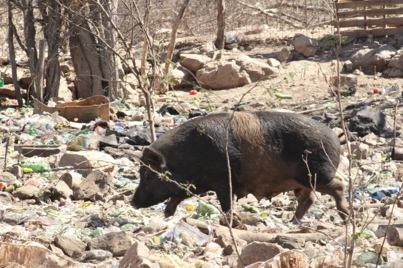 Denuncian criadero insalubre de cerdos en el ejido Siete Gotas, en Culiacán