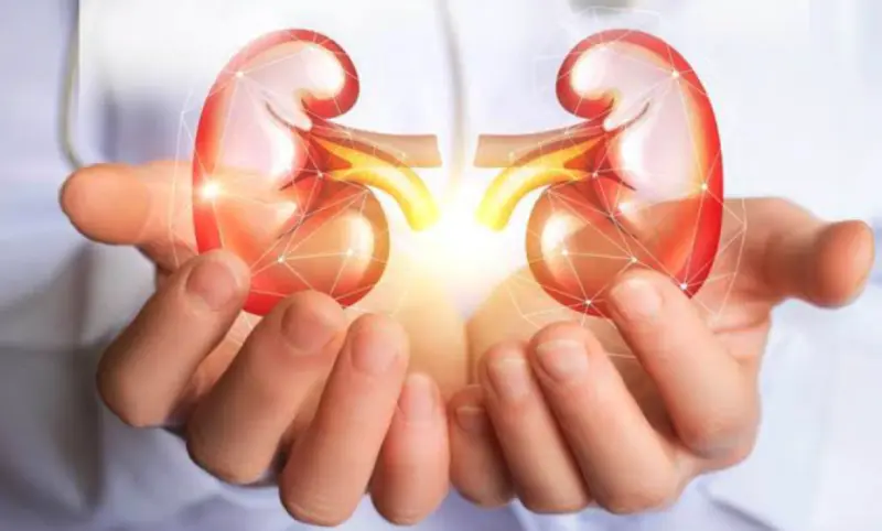 Día Mundial del Riñón: 1 de cada 10 personas vive con enfermedad renal