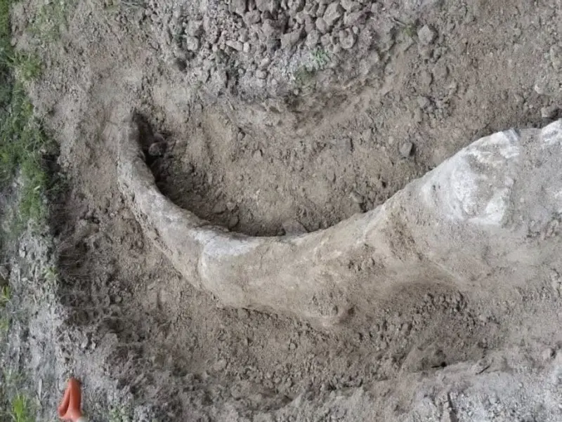 INAH resguarda colmillo de mamut hallado en Acámbaro, Guanajuato