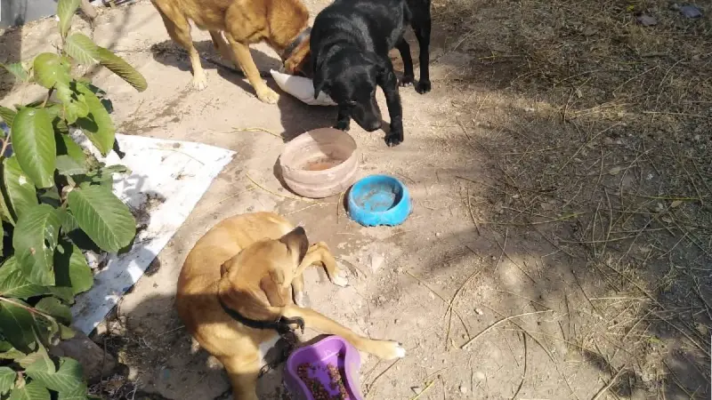 Pese a proyecto, falta presupuesto para centro de resguardo animal en Purísima del Rincón