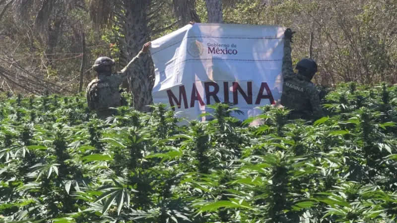 Secretaría de Marina da golpe al narco: Incinera 20 mil plantas de marihuana en Sinaloa
