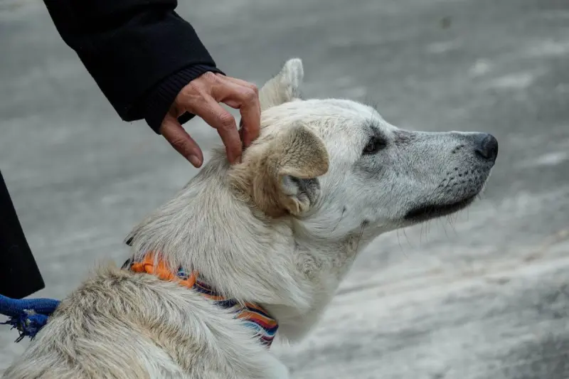 Gobierno de San Joaquín invita a jornada de esterilización para perros y gatos