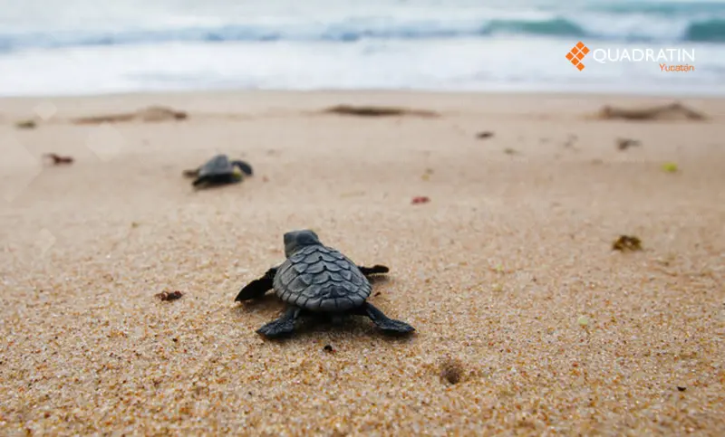 Inicia temporada de anidación de tortugas marinas en Yucatán