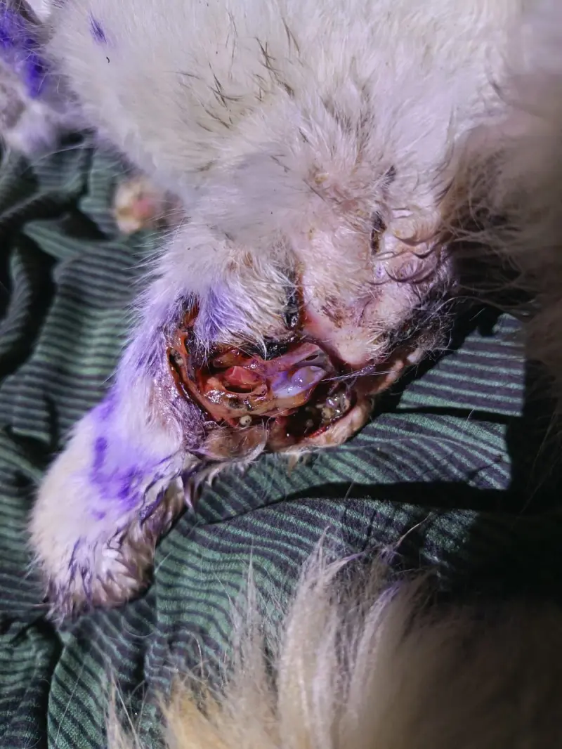 Detectan caso de miasis en gato en Huiloapan