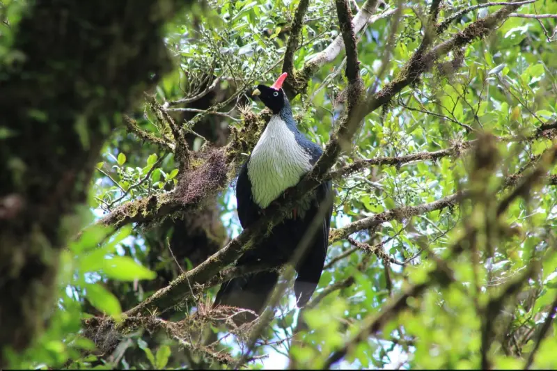 Reserva de la Biosfera El Triunfo en Chiapas, Santuario de aves