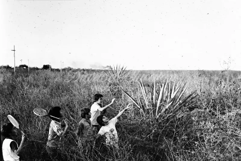 La semana hace 50 años: cambia el tránsito en el Paseo de Montejo de Mérida