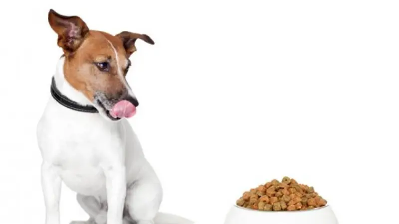 La alimentación de mascotas cambia en México; tutores reemplazan sobras por alimentos balanceados