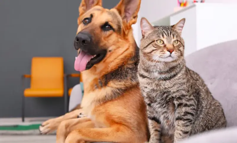 Croquetón Escolar 2026 convoca a donar alimento para perros y gatos