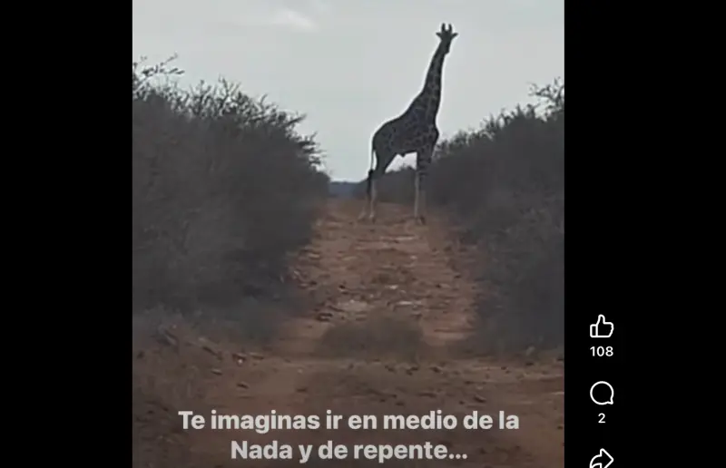 Captan familia de jirafas en libertad en Coahuila; ya suman cuatro ejemplares los avistados en la Región Carbonífera