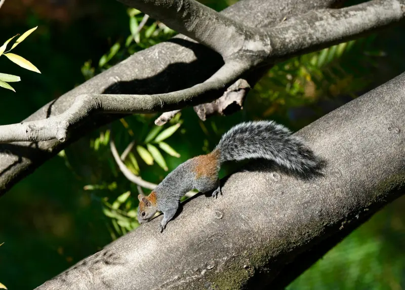 Bosques urbanos y La Primavera anuncian actividades para vacaciones