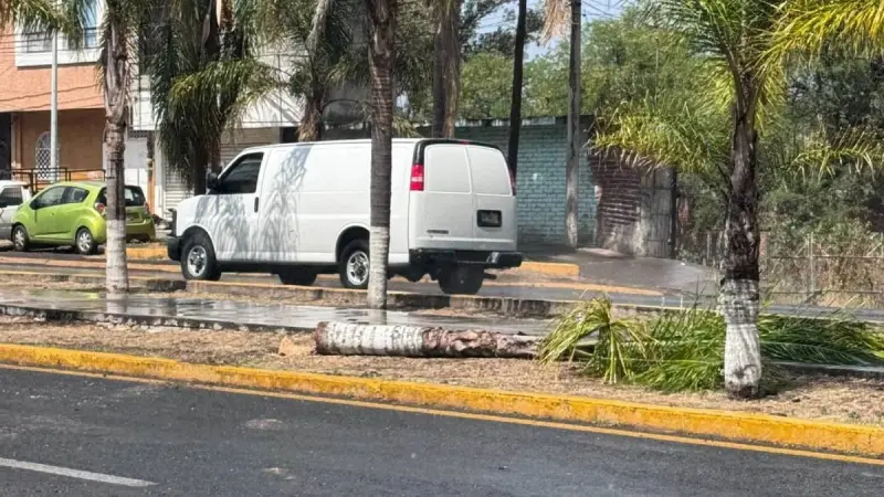 Conductora derriba palmera y choca moto en bulevar Uriangato; se da a la fuga