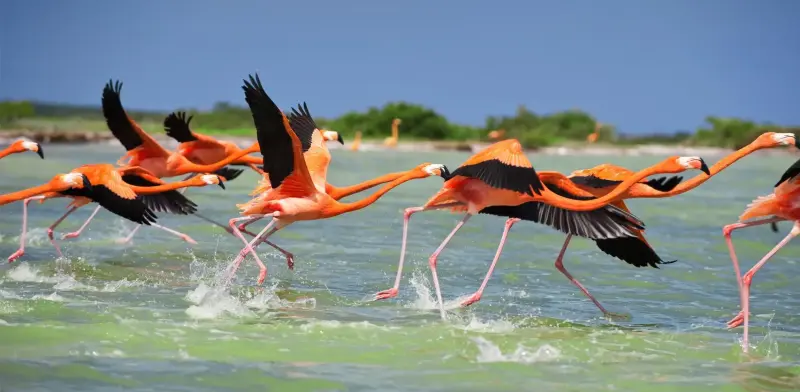 Flamencos de Yucatán, en documental de Lorenzo Hagerman ya en cines
