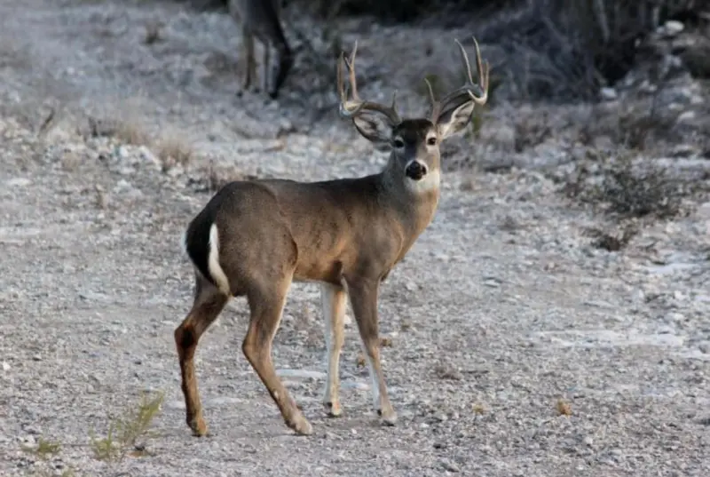 Refuerzan vigilancia en ranchos de Guerrero tras reportes de caza furtiva