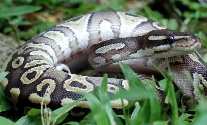 Interceptan en Texas pitones ocultas en camión rumbo a México