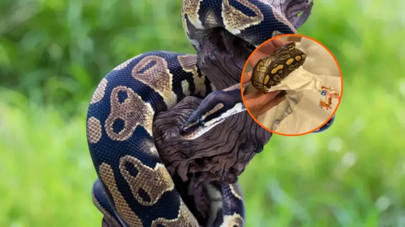 CBP de Estados Unidos aseguró un cargamento de 39 serpientes pitones en la frontera con México