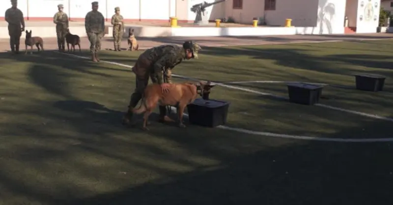 Semar despide a ‘Gaia’, perrita detectora de narcóticos, tras años de servicio en Marina