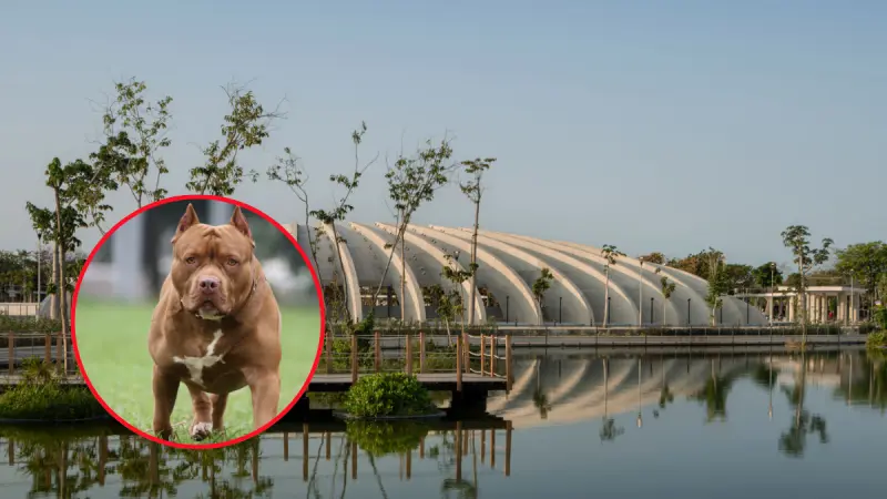 Ataque de pitbull en La Plancha de Mérida: una extranjera lesionada y su mascota en estado grave