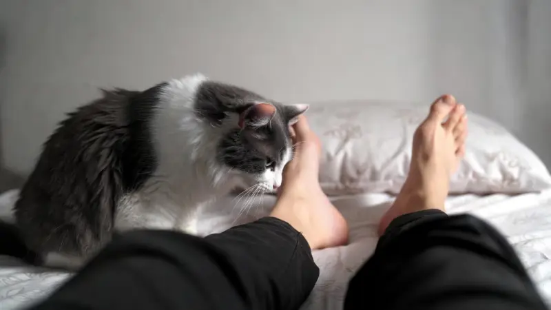 El motivo por el que a los gatos les gusta oler los pies: especialistas explican cómo el sudor, las bacterias y las feromonas activan el sentido del olfato felino y les permiten identificar a sus dueños